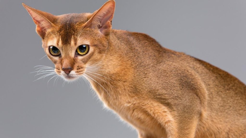 Abyssinian Cat: A Guide to One of the World’s Most Fascinating Cat Breeds |Catsbreedhub