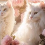 Persian Cats