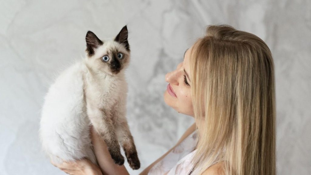 The Balinese Cat: A Graceful and Intelligent Breed |Catsbreedhub