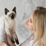 The Balinese Cat: A Graceful and Intelligent Breed |Catsbreedhub