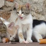 Guide to Cat Food: Keeping Your Feline Healthy|Catsbreedhub