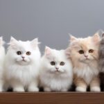 Exploring Cat Breeds in the World