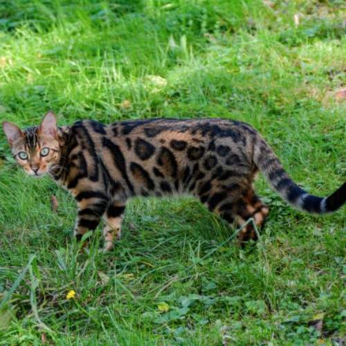 Exploring Cat Breeds in the World