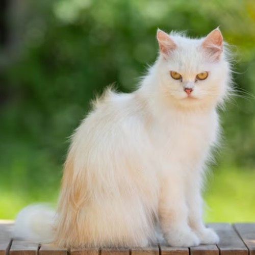 Exploring Cat Breeds in the World