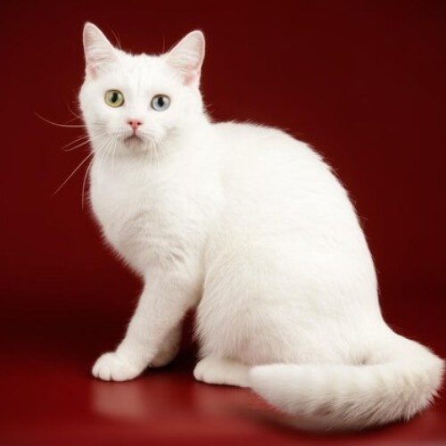 Exploring Cat Breeds in the World