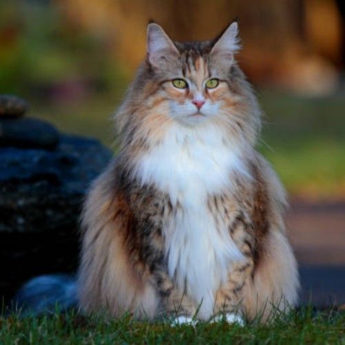 Exploring Cat Breeds in the World