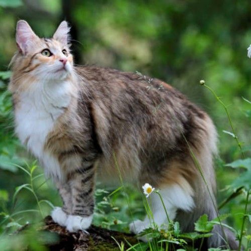 Exploring Cat Breeds in the World