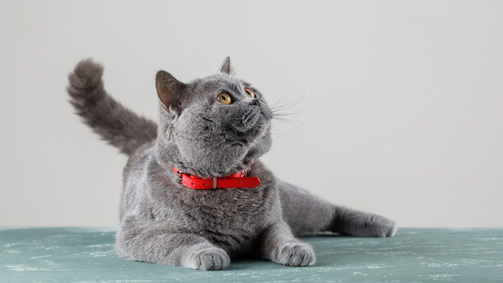 Chartreux Cat: The Ancient Blue-Coated French Feline|Catsbreedhub