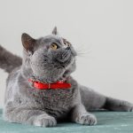 Chartreux Cat: The Ancient Blue-Coated French Feline|Catsbreedhub