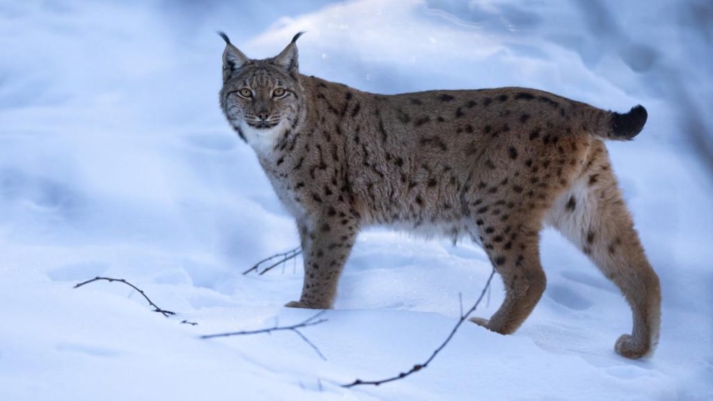 A fluffy, thick-furred cat with a dense coat standing in a snowy Arctic landscape, its piercing eyes gazing into the distance