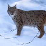 A fluffy, thick-furred cat with a dense coat standing in a snowy Arctic landscape, its piercing eyes gazing into the distance