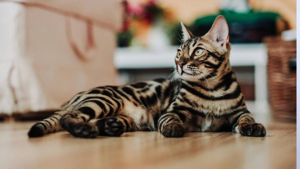 Bengal Cat Breed: A Complete Guide for Cat Lovers|Catsbreedhub