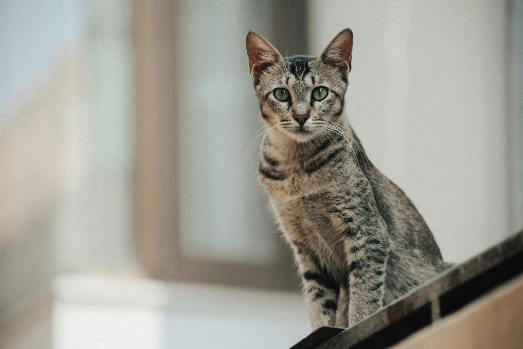 Close-up of an Egyptian Mau cat, showcasing its sleek, short coat with distinctive silver or bronze spots and a graceful build. The cat has large, almond-shaped eyes and a well-defined muzzle, with an elegant posture and an alert expression.