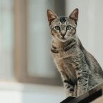 Close-up of an Egyptian Mau cat, showcasing its sleek, short coat with distinctive silver or bronze spots and a graceful build. The cat has large, almond-shaped eyes and a well-defined muzzle, with an elegant posture and an alert expression.