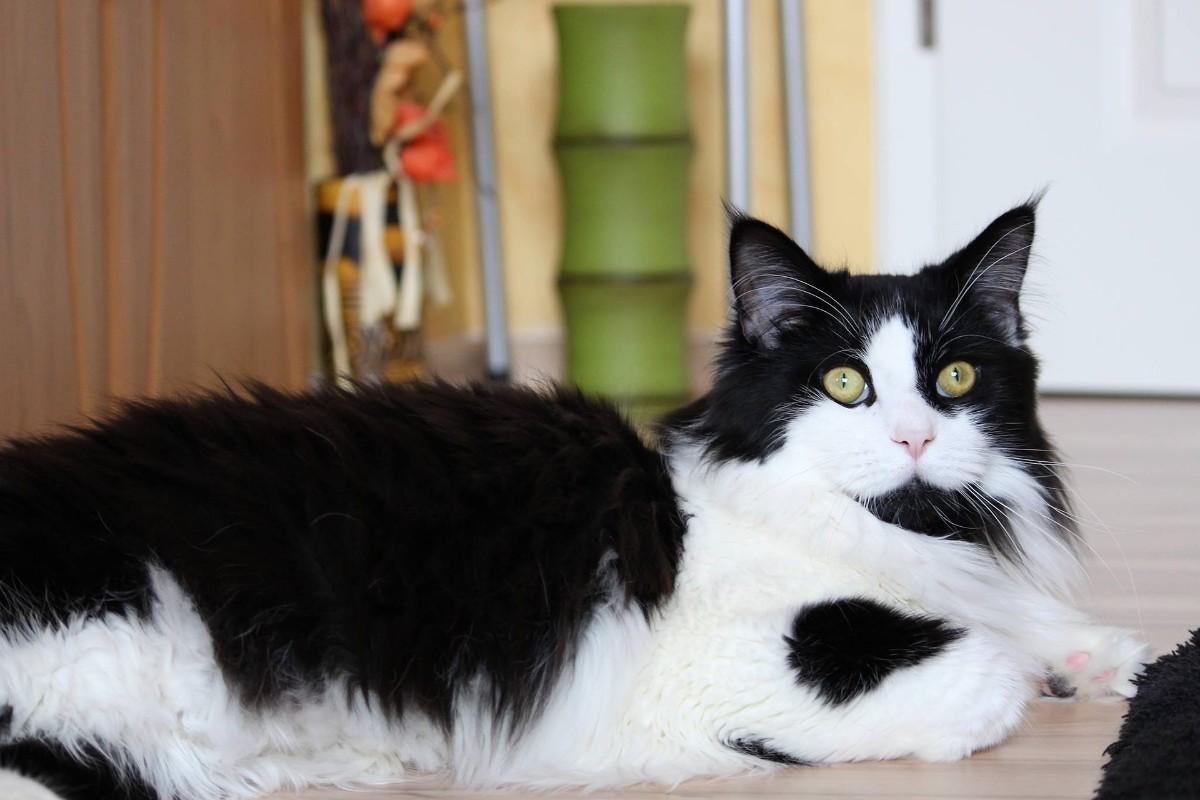 Black Cat Breeds With Green Eyes