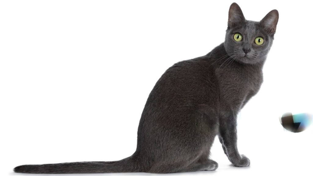 Korat cat with silver-blue fur and green eyes.