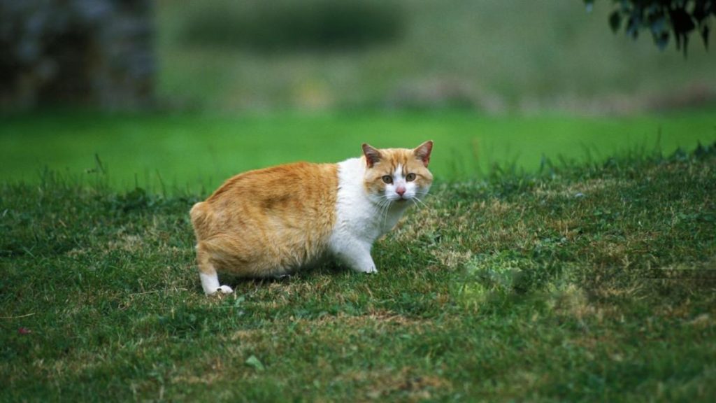 A tailless Manx cat sitting on a grassy field, showcasing its strong hind legs and round face