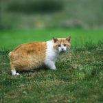 A tailless Manx cat sitting on a grassy field, showcasing its strong hind legs and round face