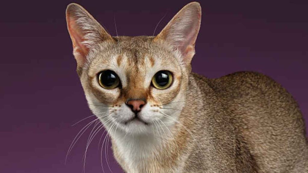 Asian Cat Breeds
