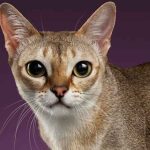 Asian Cat Breeds