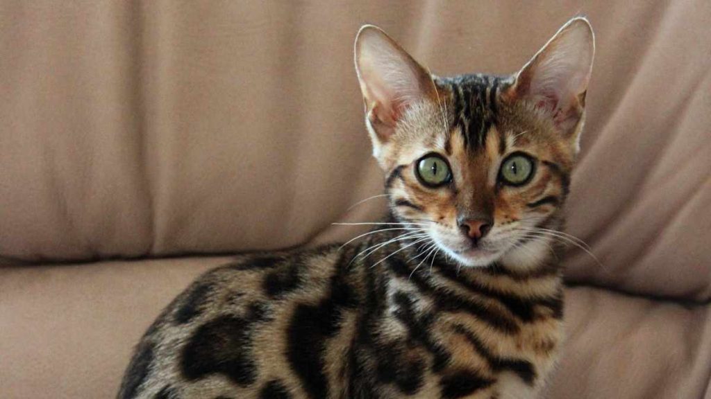Asian Cat Breeds