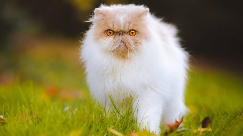 Asian Cat Breeds