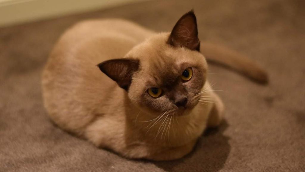 Asian Cat Breeds
