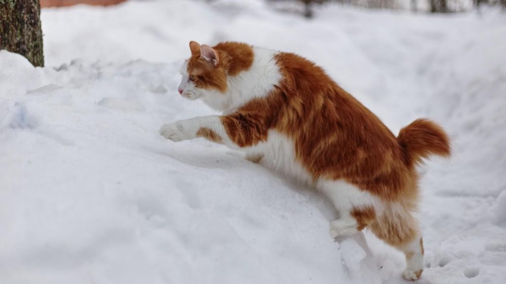 Asian Cat Breeds