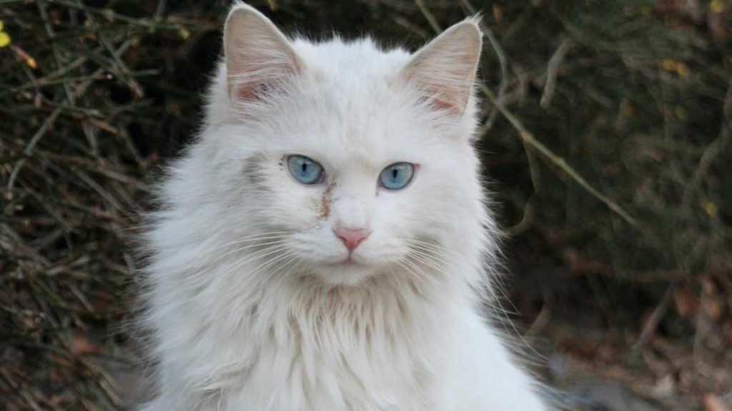 Asian Cat Breeds