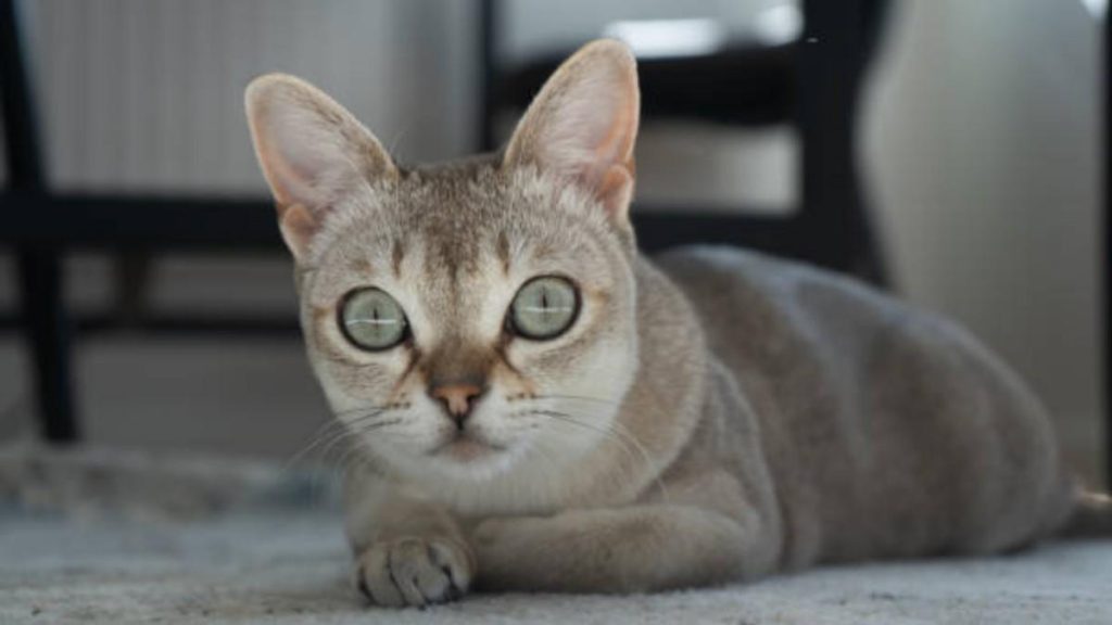 Asian Cat Breeds