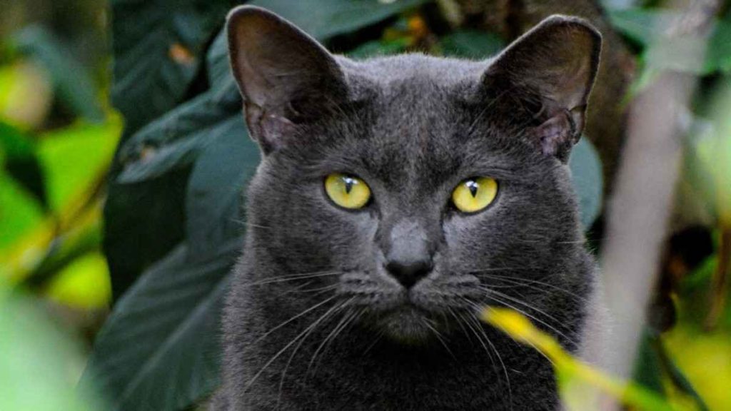 Asian Cat Breeds