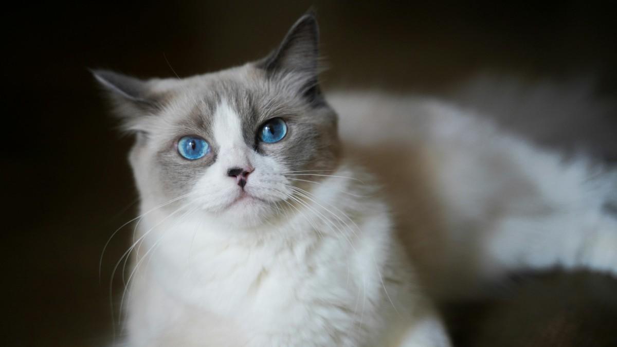 Ragdoll Cat