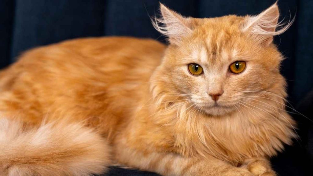 Rare Cat Breeds