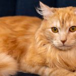 Rare Cat Breeds