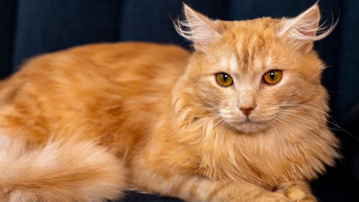 Rare Cat Breeds