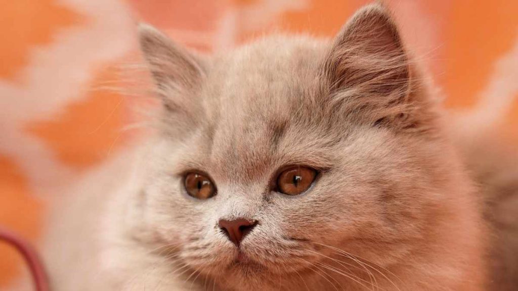 British Shorthair Cat