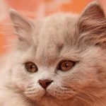 British Shorthair Cat