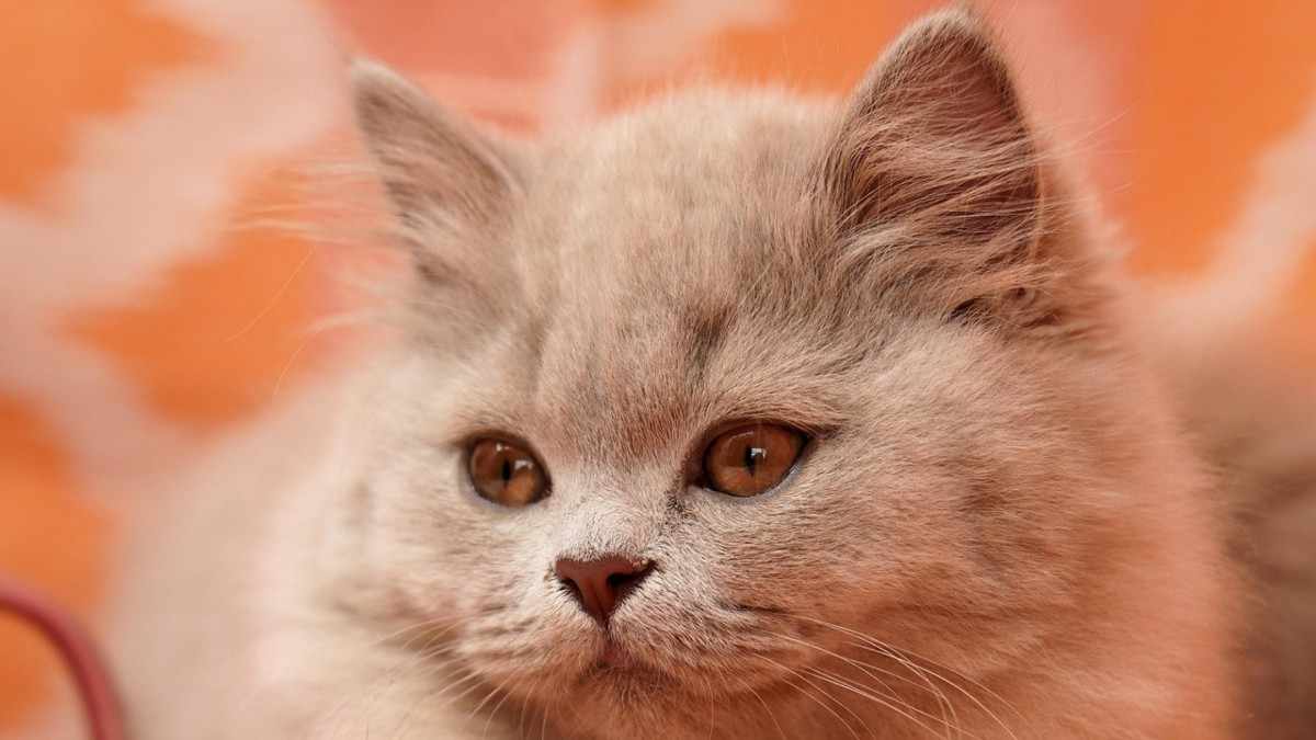 British Shorthair Cat