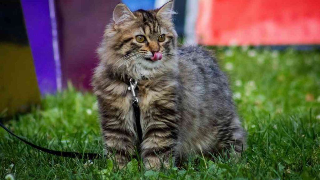 15 Most Adorable Cat Breeds
