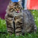 15 Most Adorable Cat Breeds