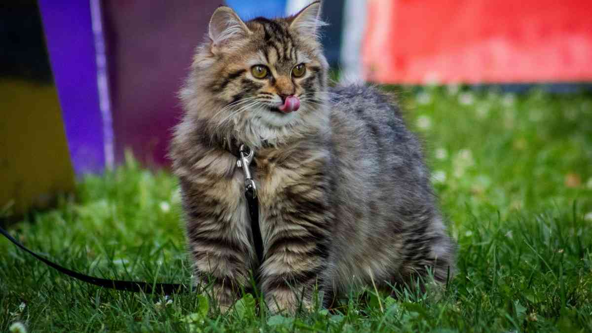 15 Most Adorable Cat Breeds