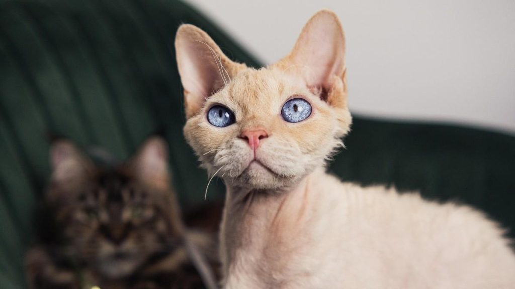 Devon Rex Cat