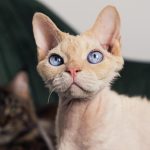 Devon Rex Cat