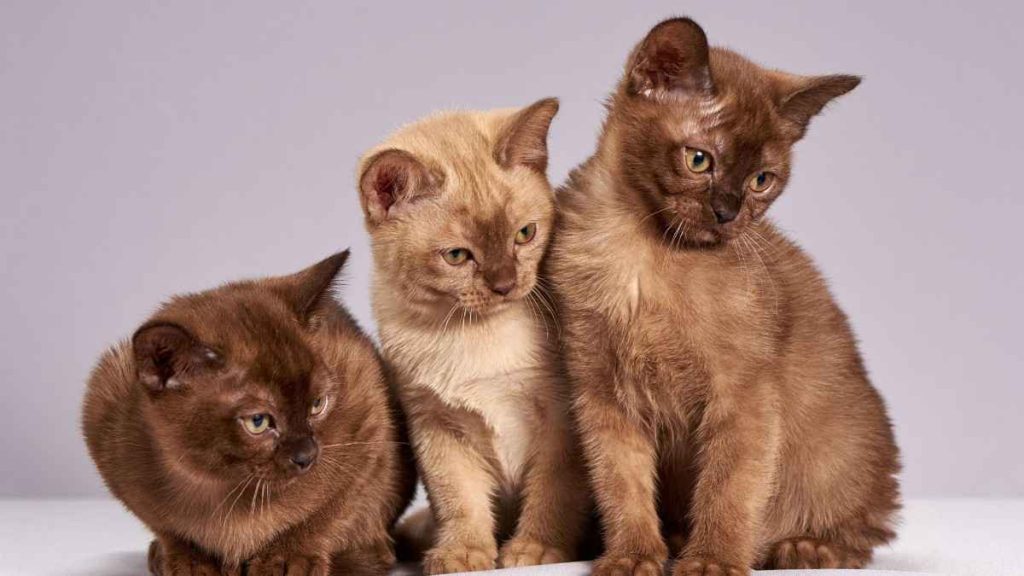 Burmese Cats