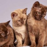 Burmese Cats
