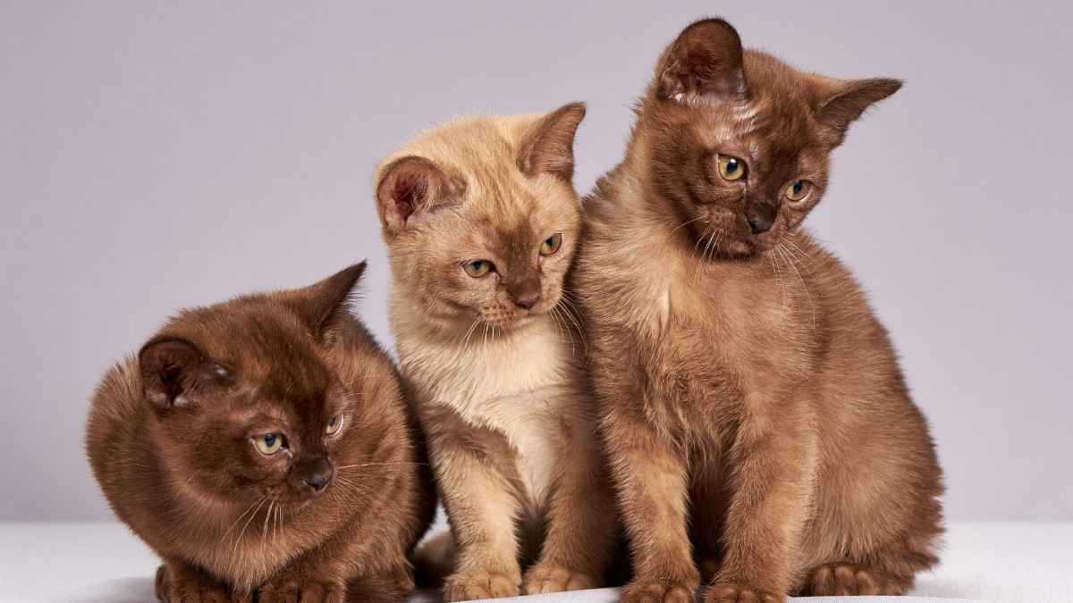 Burmese Cats
