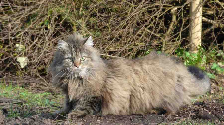 Norwegian Forest Cat