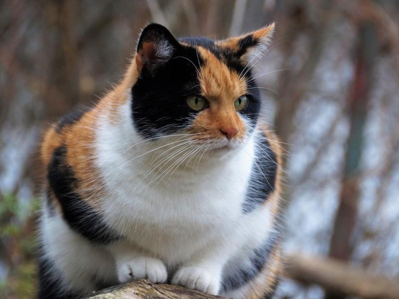 American Shorthair