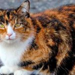 Calico Cat