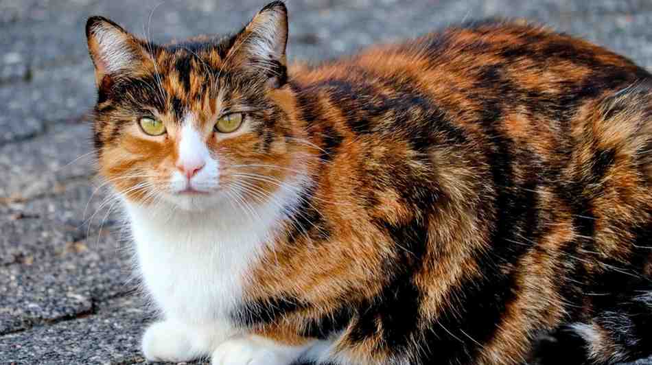 Calico Cat